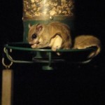 nocturnal flying squirrel