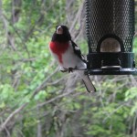 rose-breasted grosbeak in my backyard